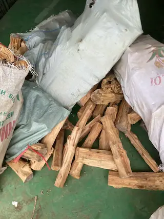 Nguyên liệu nhang buddhaking - cây Tùng Kim